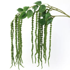 Amaranthus Stem in Green