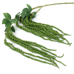 Amaranthus Stem in Green