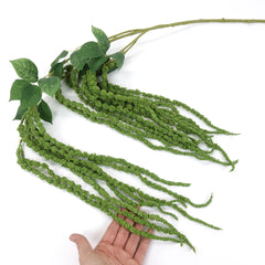 Amaranthus Stem in Green