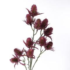 11 Heads Sea Holly Thistle Spray