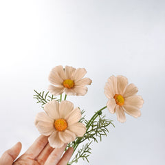3 Heads Real-touch Cosmos Flower Stem in Nude Beige