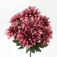 7 Heads Dahlia Bush