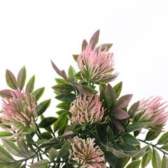 5 Heads Leucospermum Pincushion Bush 33cmH