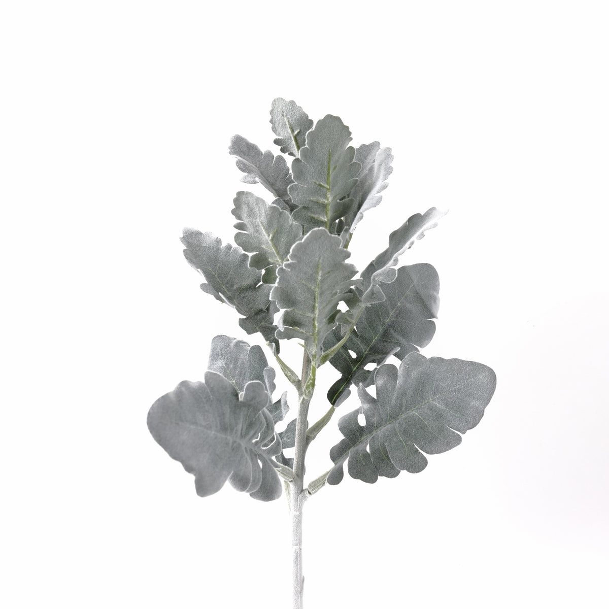 Dusty Miller Stem 45cmH