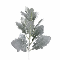 Dusty Miller Stem 45cmH