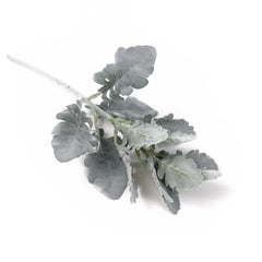 Dusty Miller Stem 45cmH
