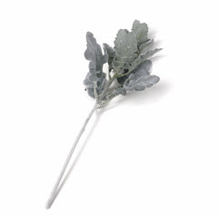Dusty Miller Stem 45cmH