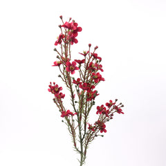 Wax Flower Stem in Red