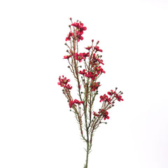 Wax Flower Stem in Red