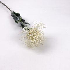 Leucospermum Stem 60cmH