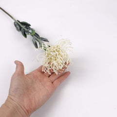 Leucospermum Stem 60cmH