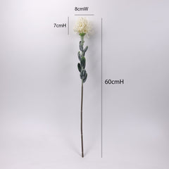 Leucospermum Stem 60cmH