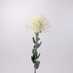 Leucospermum Stem 60cmH