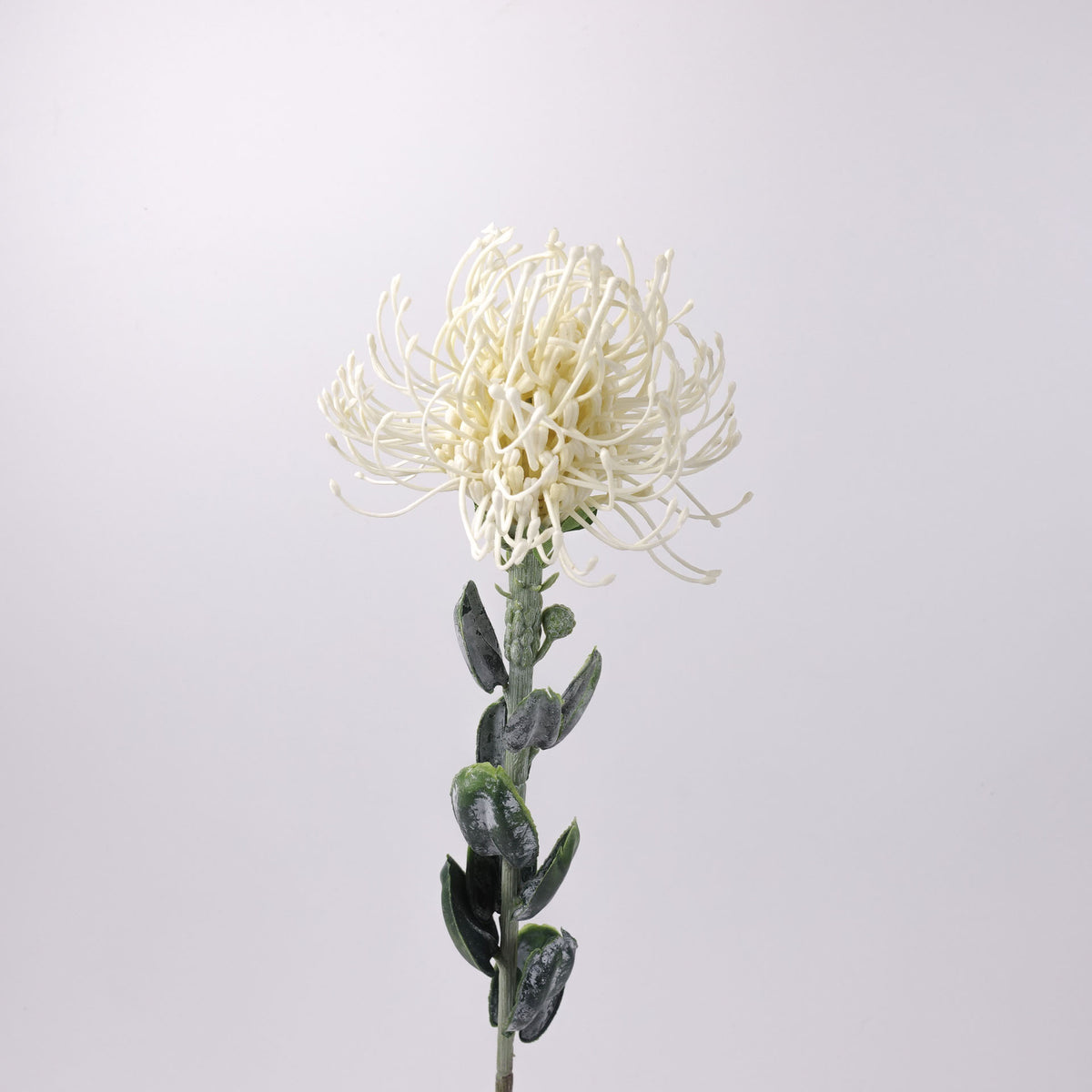 Leucospermum Stem 60cmH