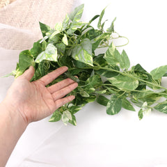 Artificial Pothos Plant Hanging in White Green
