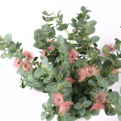 Eucalyptus Blossom Spray 75cmH