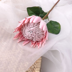 King Protea Bloom in Pink