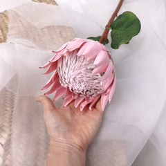 King Protea Bloom in Pink