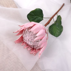 King Protea Bloom in Pink