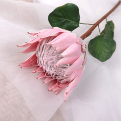King Protea Bloom in Pink