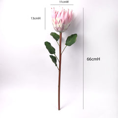 King Protea Bloom in Pink