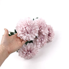5 Blooms Large Head Dahlia Bush