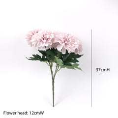5 Blooms Large Head Dahlia Bush