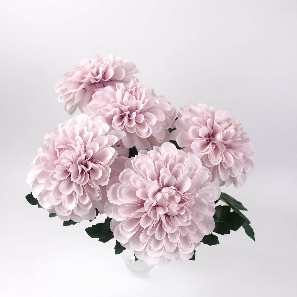 5 Blooms Large Head Dahlia Bush