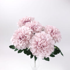 5 Blooms Large Head Dahlia Bush