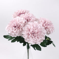 5 Blooms Large Head Dahlia Bush