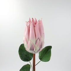 Queen Protea Stem 67cmH