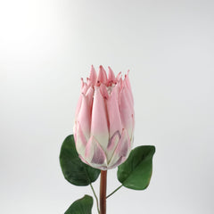 Queen Protea Stem 67cmH