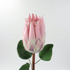 Queen Protea Stem 67cmH
