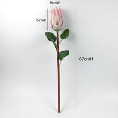 Queen Protea Stem 67cmH