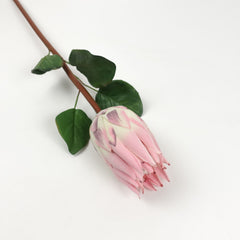 Queen Protea Stem 67cmH