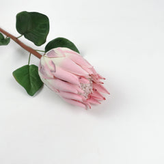 Queen Protea Stem 67cmH