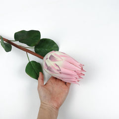 Queen Protea Stem 67cmH