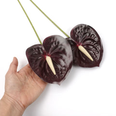 2pcs Anthurium Stem Burgundy 60cmH