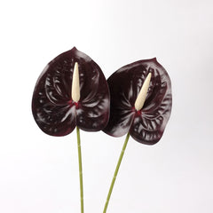artificial 2pcs Anthurium Stem Burgundy 60cmH