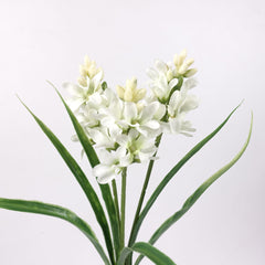 3 Heads Hyacinth Stem
