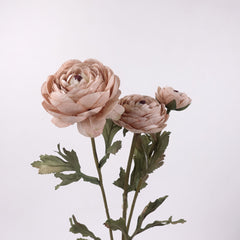 3 Heads Ranunculus Stem in Antique-latte