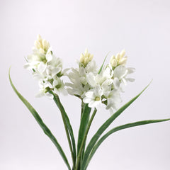 3 Heads Hyacinth Stem