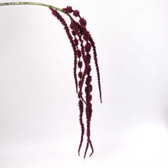 Amaranthus Stem in Burgundy