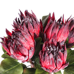 Big Size Artificial Protea King Stem 60cmH