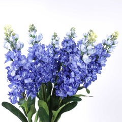 Stock Flower Stem 80cmH Delphinium Flower