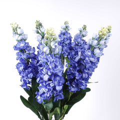 Stock Flower Stem 80cmH Delphinium Flower