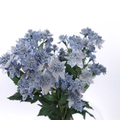 Artificial Astrantia Spray 49cmH