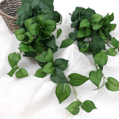 Philodendron Hanging Bush 65cmH Heart Leaf