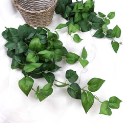 Philodendron Hanging Bush 65cmH Heart Leaf