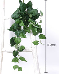 Philodendron Hanging Bush 65cmH Heart Leaf